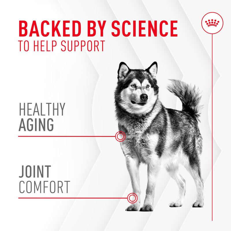 Royal Canin Joint Dog Supplement Soft Chews for Adult Dogs, 60 Count 8.47 Oz