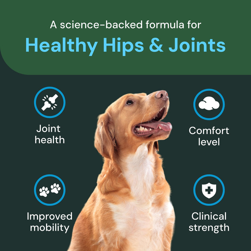 VetriScience VetriFlex Canine Formula - Active Joint Support Supplement for Dogs - Wellness Bites Support Comfortable Movement & Joint Relief - Agility & Flexibility Aid for Dogs - 60 Chews - PawsPlanet Australia