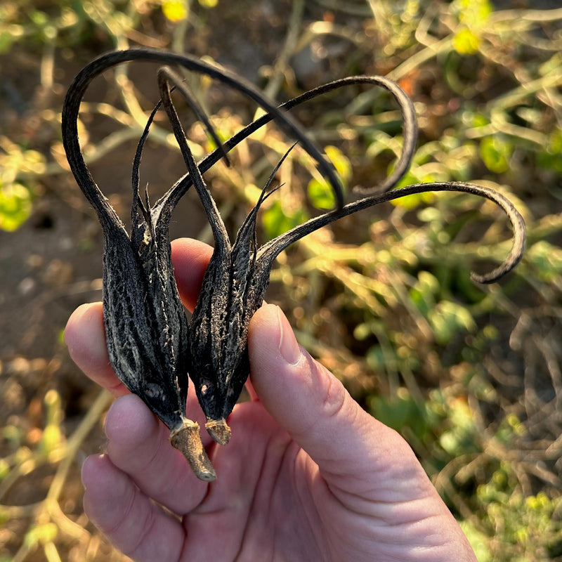 Plant Good Seed Devil's Claw/Unicorn Plant Seeds for Planting: Basket Weaving Carniverous Plant, Purple Flowers - 20 Seed Packet - BeesActive Australia