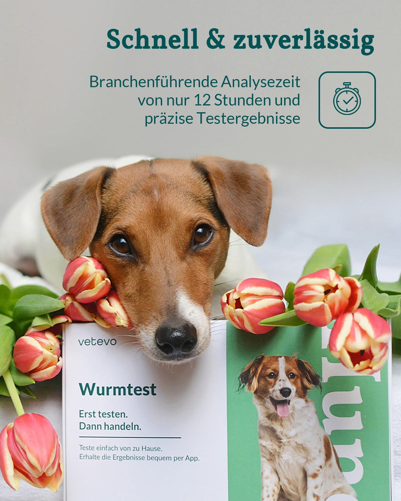 vetevo worm test dog plus, including giardia, tapeworms, lungworms dog, precise worm test for dogs thanks to PCR, result in 24 hours, for all dogs - BeesActive Australia