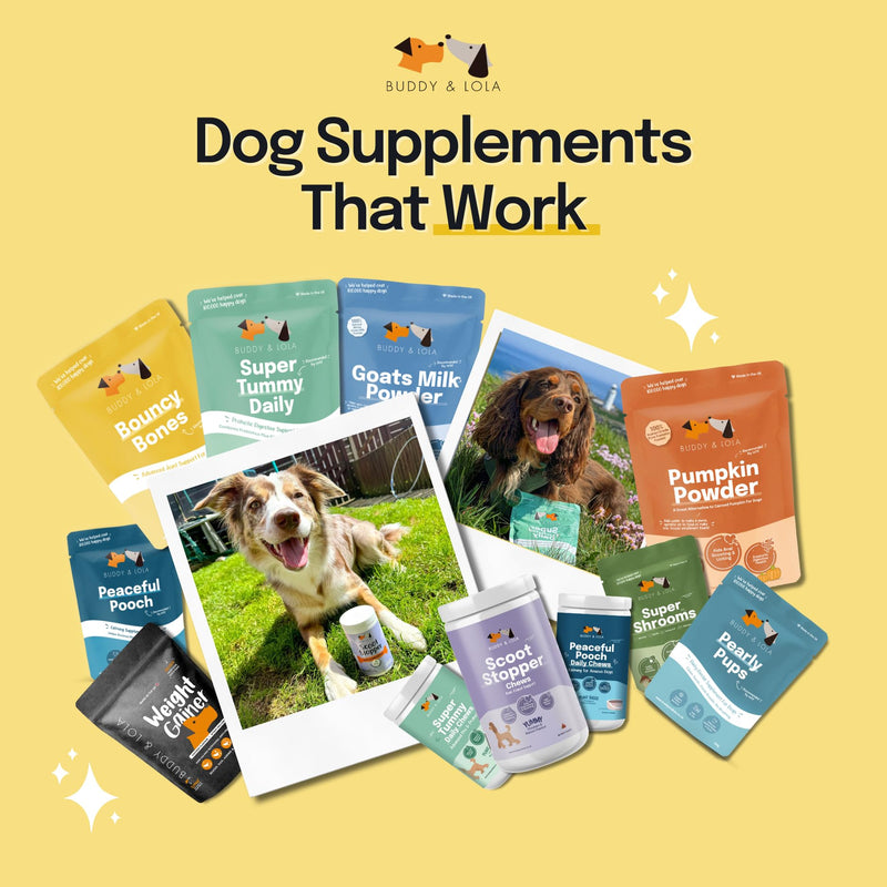 Buddy & Lola Joint Supplements For Dogs With Glucosamine, Chondroitin, Green Lipped Mussel - 10 Key Dog Vitamins, Bouncy Bones Helps with Pain Relief, Joint Support & Stiff Joints 120 g