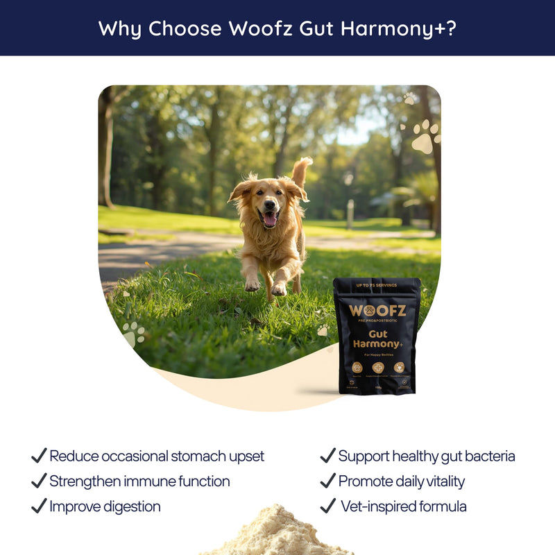 Gut Harmony + Dog Digestive Supplement Powder, Pre, Pro & Postbiotic, Pumpkin-Enhanced, Gluten-Free, 150g, up to 75 Servings