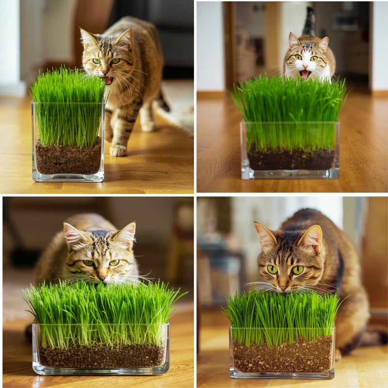 TheGuard Cat Grass Seeds 5-Packs of Grass Seeds Indoor Pet Hairball & Digestive Control, Oral Health, Stress Relief & Play Natural Green