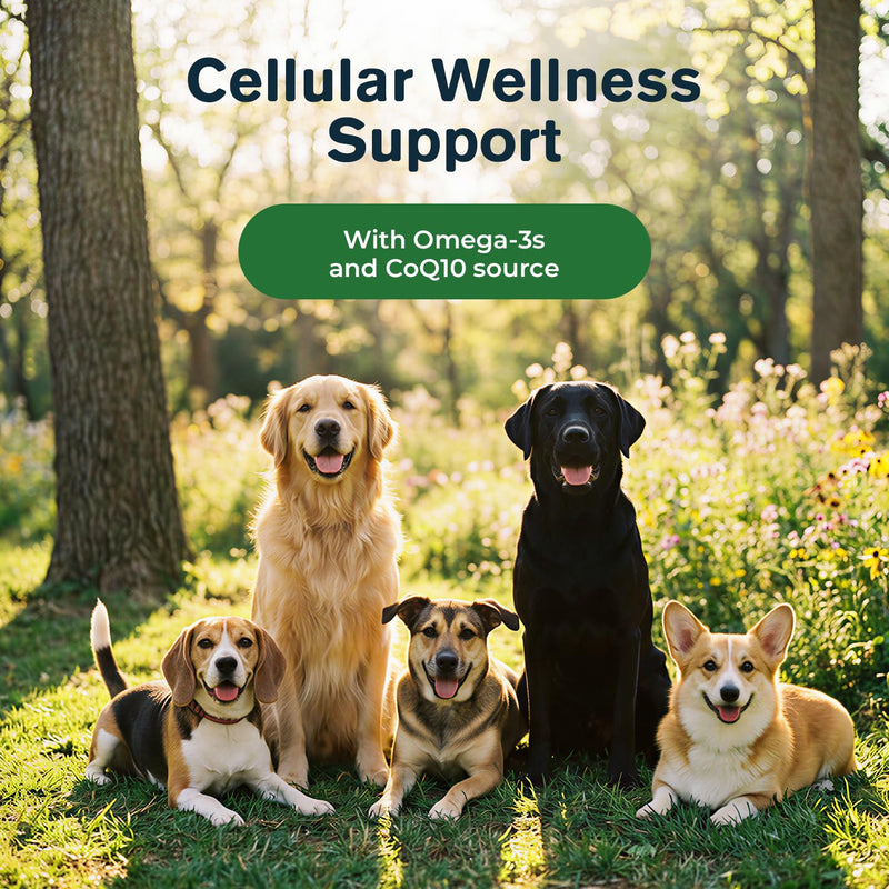 Lipoma Treatment for Dogs, L-Carnitine & Mushroom Soft Chews for Lumps and Bumps, Supports Fat Metabolism, Immune & Cellular Wellness, Omega-3 & CoQ10 Dog Supplement