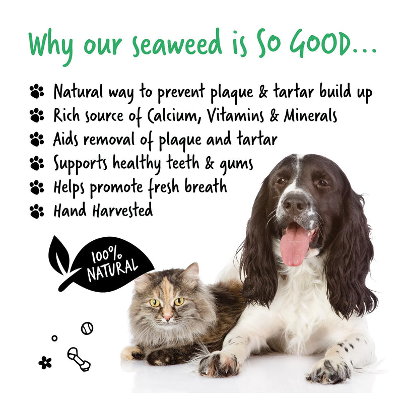 BUGALUGS Plaque Off Remover For Cats 70g Teeth & Bad Breath 100% Natural | Plaque Off Cats No Need For Cat Toothbrush or Cat Toothpaste | Remove Cat Bad Breath & Plaque Remover For Cats