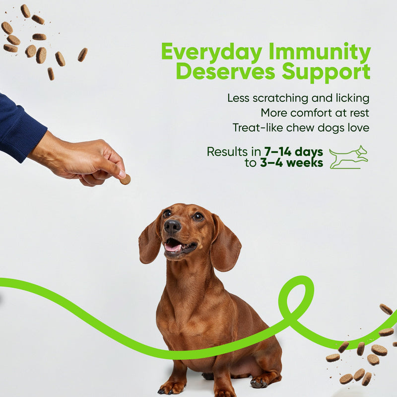 SNIFF N CHOMP Dog Allergy Chews, Chicken Flavor, Probiotics for Dogs with Quercetin Omega 3 Zinc, Seasonal Allergy Relief, Immune Support Soft Chews, Probióticos para Perros | 90 Soft Chews