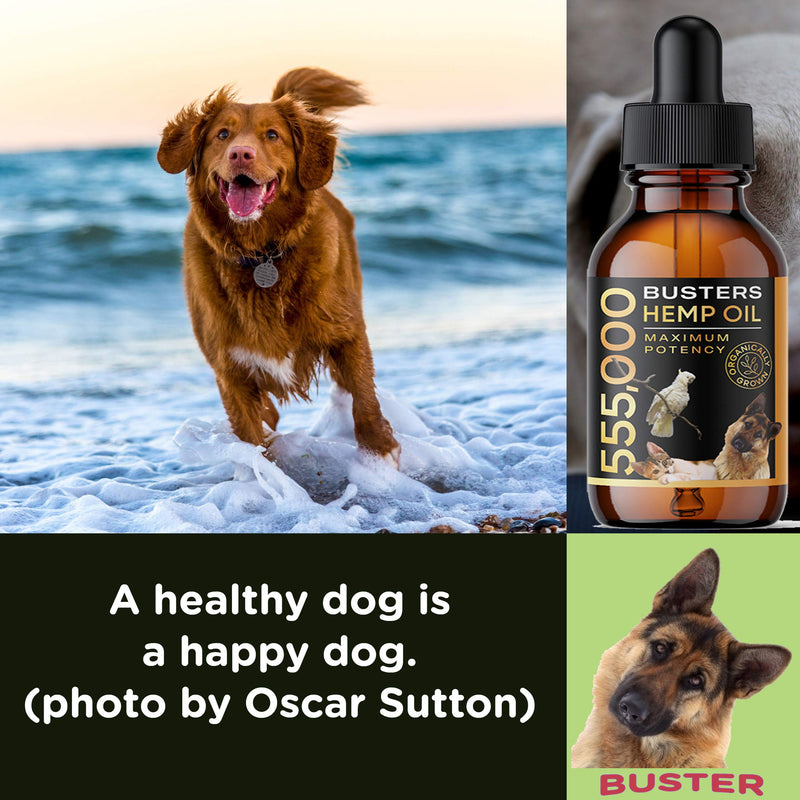 3Pack 6Month Supply Buster's Organic Hemp Oil for Dogs and Pets 555000, Large 60ml Bottle Miracle Formula, Perfectly Balanced Omegas 3, 6, 9 - Joint Support, Calming