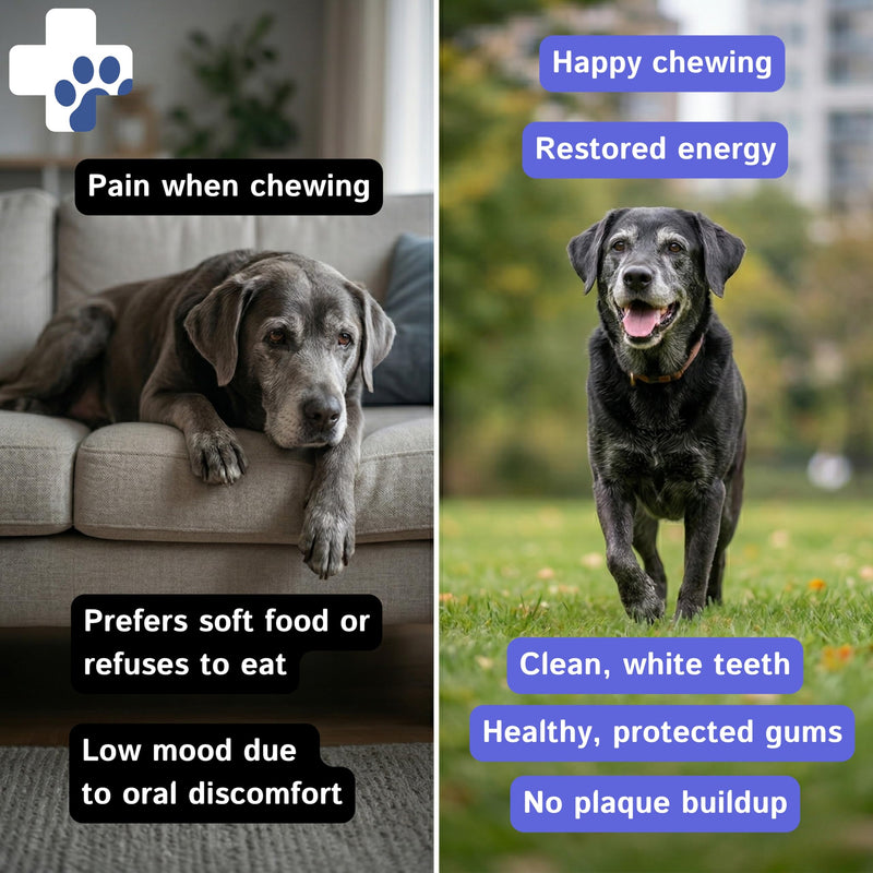 Oral Spray for Dogs and Cats Against Bad Breath with Digestive Enzymes Mild Mint Aloe Vera Zinc Water Additive Eliminates Bad Odor without the need for a Dog or Cat Toothbrush