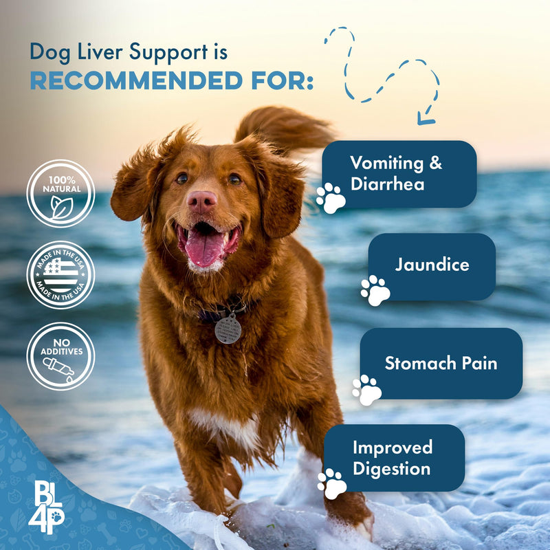 Hepatic Liver Support for Dogs, Dissolvable Homeopathic Digestive Canine Supplement for Liver Detox and Nutrient Absorption, 100% All Natural, Easy to Give, Free of Chemicals or Additives, 400 Pills - PawsPlanet Australia