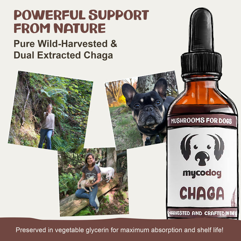 MycoDog Chaga Mushroom Supplement for Dogs - Immune Defense & Antioxidant Support - Natural Vitality & Wellness Drops