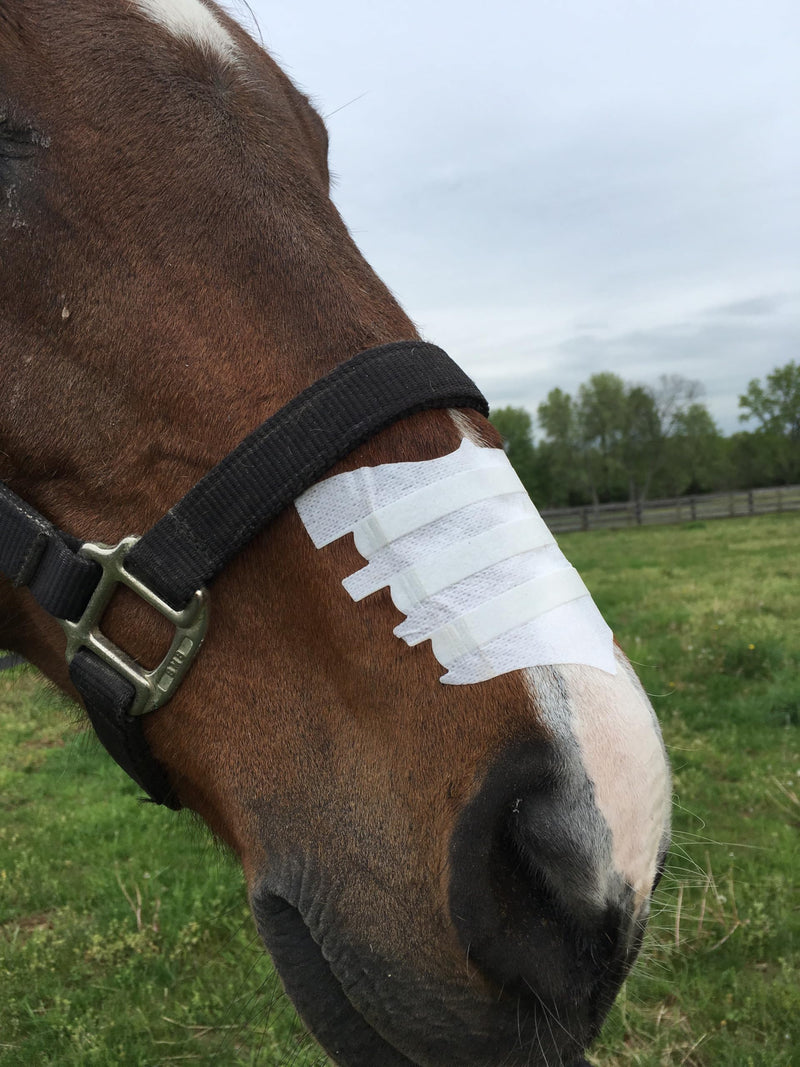 Flair Equine Nasal Strips for Horses (Blue, 1 Pack), Adhesive Equine Nasal Strips & Support, Breathing Improvement for Competition and Training Horses, Equine Health Supplies, Breathing Aid