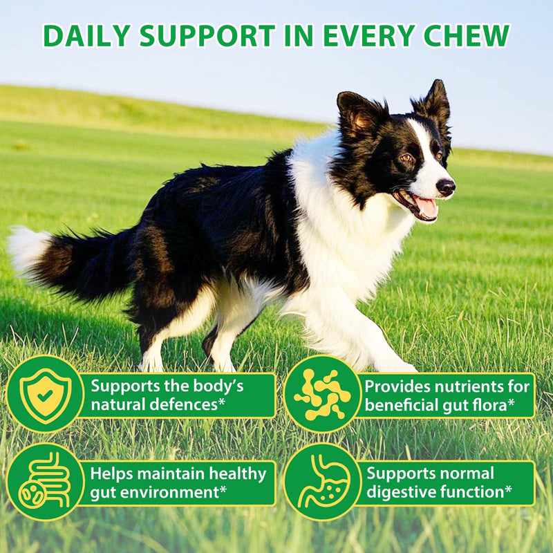5-in-1 Dog Probiotic Chews 120ct | Gut Health, Sensitive Stomach, Skin & Allergy Support for Dogs | Vet Recommended Formula to Stop Bum Scooting | Scrambled Eggs Flavor