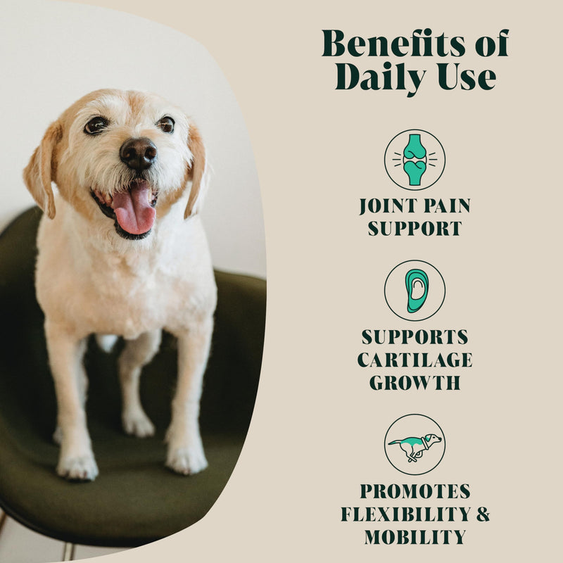 Green Lipped Mussel Powder For Dogs (100 g) | Hip & Joint Care Supplement | 80 Daily Servings | Hackney Dog House
