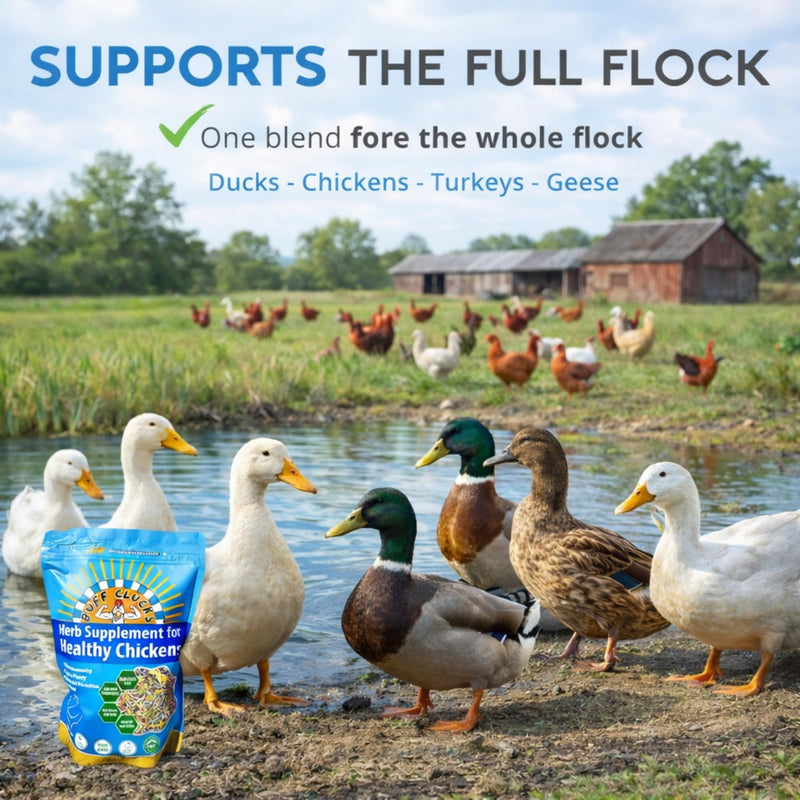 Buff Clucks Herb Supplement for Ducks - Natural Waterfowl Treat, Botanical Duck Feed Additive, Plant-Based Flock Support for Egg Production, Feather Health & Daily Wellness, Handcrafted in USA (12 oz)