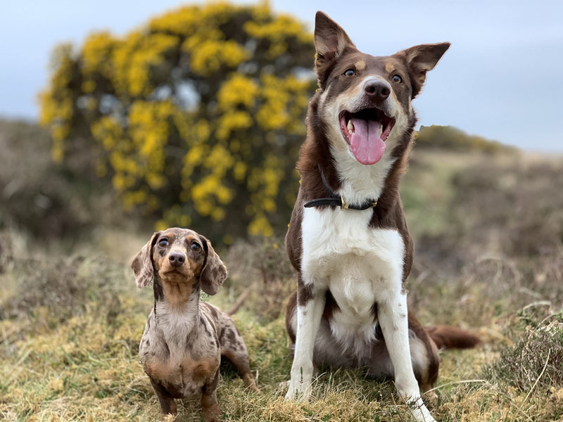 Senior Calm-K9 | Calming Support Supplement for Senior Dogs | Supports Relaxed Behaviour During Fireworks & Travel | Natural Ingredients & Superfoods | Mix with Dog Food