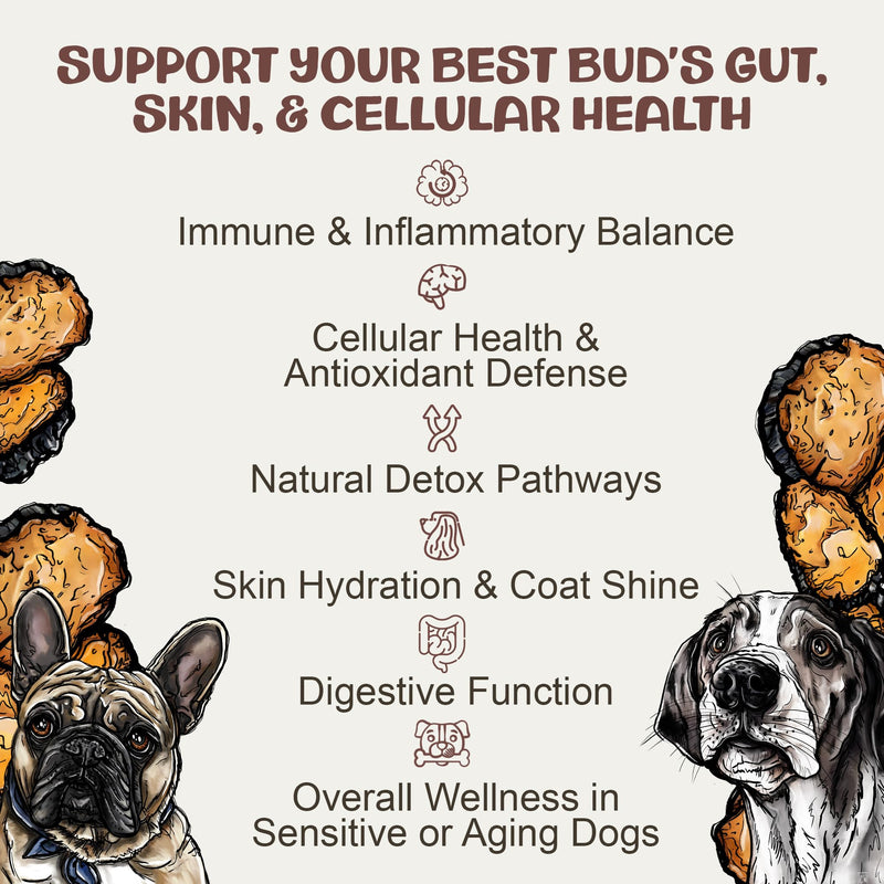 MycoDog Chaga Mushroom Supplement for Dogs - Immune Defense & Antioxidant Support - Natural Vitality & Wellness Drops