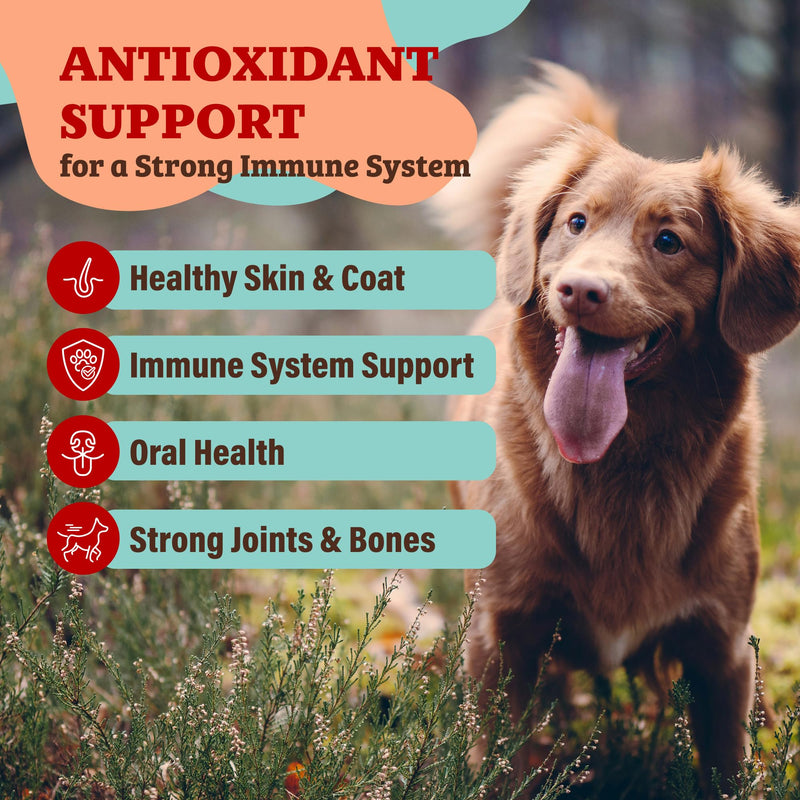 Natural Dog Company Berry Superfood Topper & Hip + Joint Oil Bundle – Antioxidant Meal Topper & Liquid Glucosamine for Dogs – Mobility, Joint & Immune Support – 8 oz + 16 oz