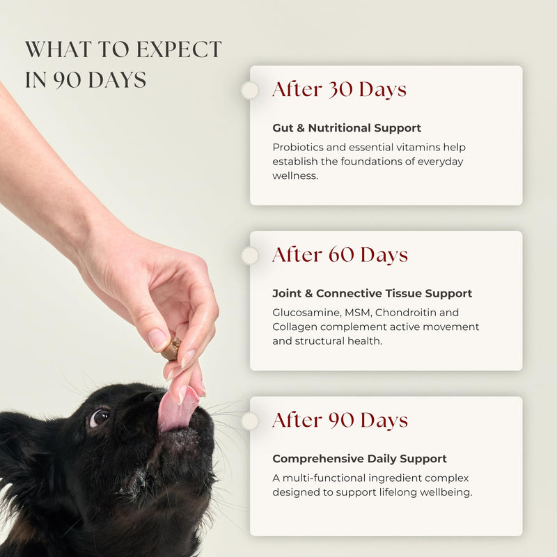 Rusko's Multivitamin Supplement for Dogs | Daily Immunity, Digestion & Joint Support | Vitamins A, C, D & E, Probiotics & Salmon Oil | 120 Soft Chews