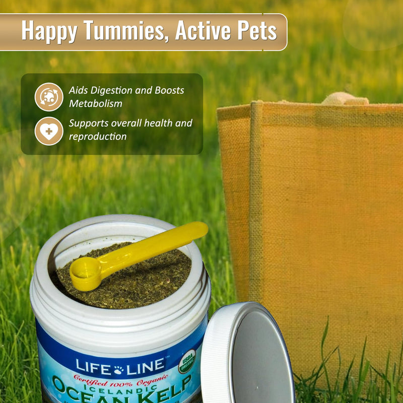 Organic Ocean KELP 16 OZ Canister - BeesActive Australia