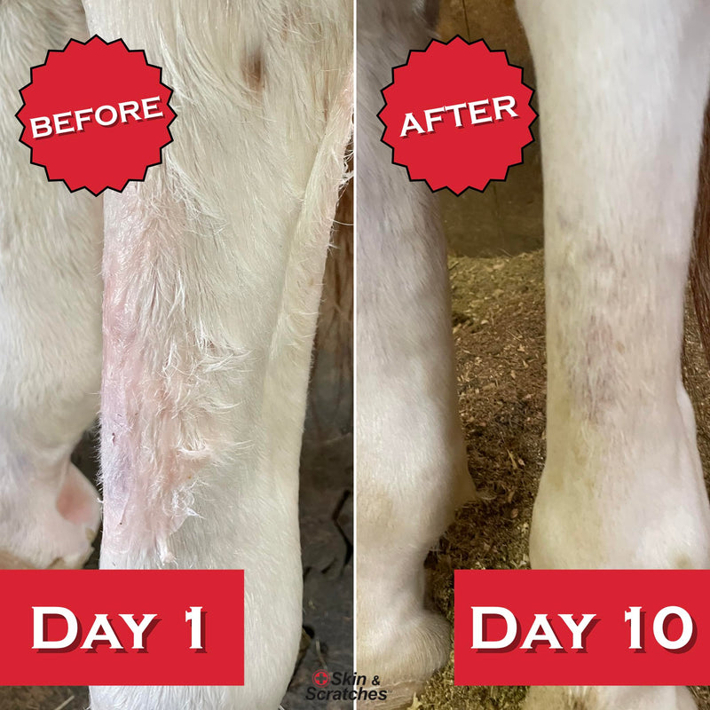 Show Out Skin & Scratches 4 oz Concentrate - Fast Relief and Prevention for Horse Care. Use on Equine Scratches/Mud Fever, Girth Itch, Mange, Thrush, Rain Rot, Ringworm, etc w/Empty Spray Bottle 32 fl oz - PawsPlanet Australia