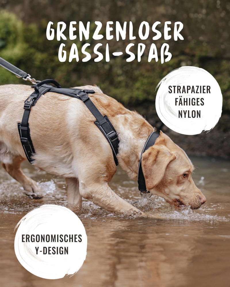 Rudelkönig Paola Dog Harness - Reflective Chest Harness with Handle - Medium Dog Harness in Y Design - Adjustable Dog Harness for Medium-sized Dogs M Black Reflective - BeesActive Australia