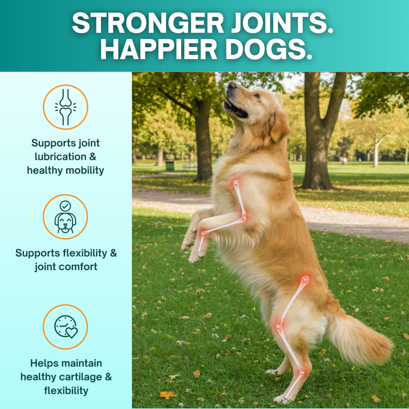 CM Joint Care for Dogs | Advanced Hip & Joint Support Supplement with Cetyl Myristoleate (Omega 5), Glucosamine & Hyaluronic Acid | Mobility & Comfort Support | 120 Tasty Chewable Tablets