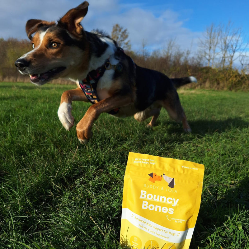 Buddy & Lola Joint Supplements For Dogs With Glucosamine, Chondroitin, Green Lipped Mussel - 10 Key Dog Vitamins, Bouncy Bones Helps with Pain Relief, Joint Support & Stiff Joints 120 g