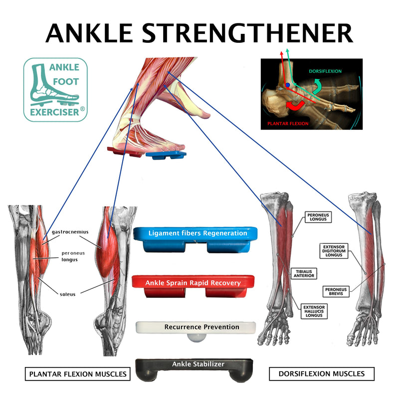 Ankle Foot Exerciser¬Æ Ankle Strengthener for ankle sprain relief, Foot Strengthener for plantar fasciitis; Ankle mobility, Posture corrector, Pilates board for home - BeesActive Australia