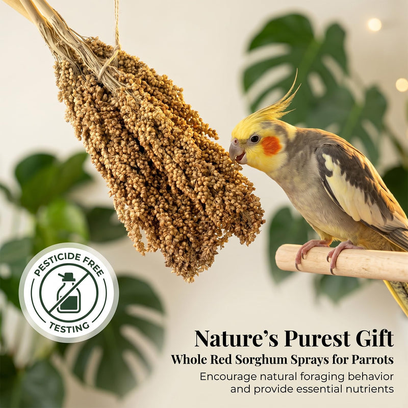 Sukh Millet Spray for Birds - 5 Stems Natural Red Sorghum, 30cm Healthy Parakeet & Parrot Treats, Ideal for Cockatiels, Budgies, Hamsters & More