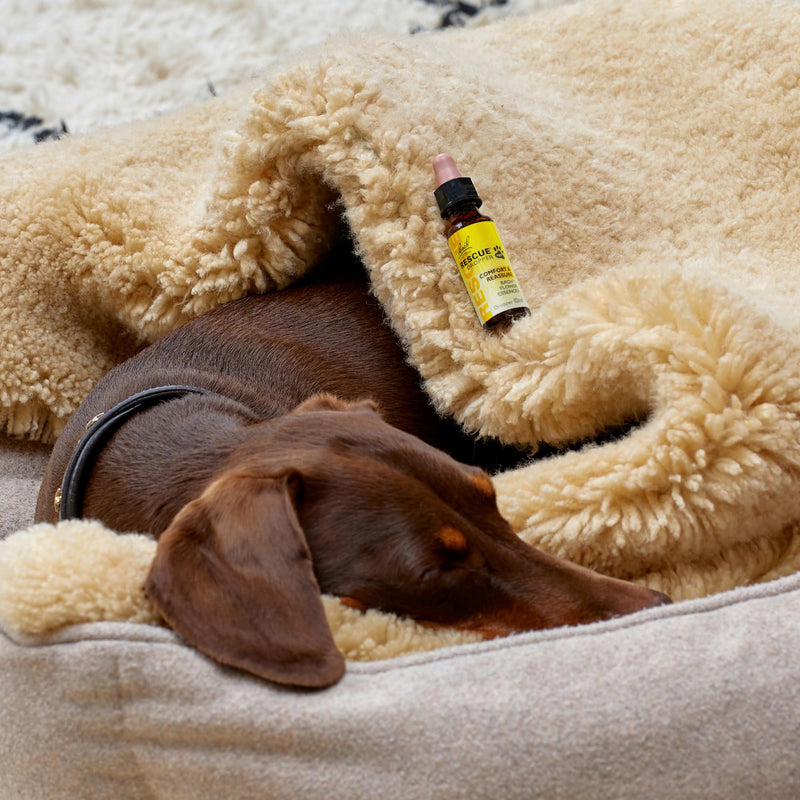 Rescue Pet Dropper | Calming Drops for Dogs, Cats & Pets | Bach Original Flower Essences | 20ml | Pet-Friendly Support for Stress, Travel, Fireworks & Separation Anxiety Day Dropper