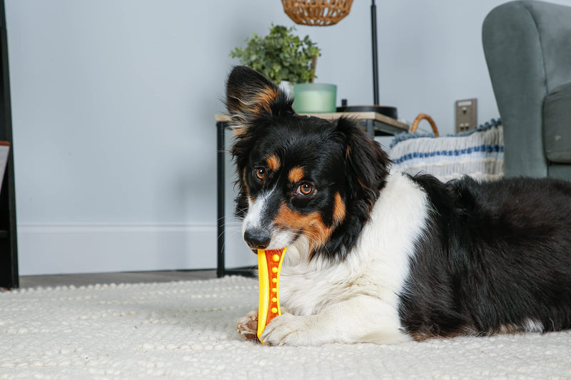Hartz Chew 'n Clean Dental Duo Dog Treat & Chew Toy, Color Varies, Medium, 3 Pack Medium (Pack of 3) Orange, Green & Yellow - BeesActive Australia