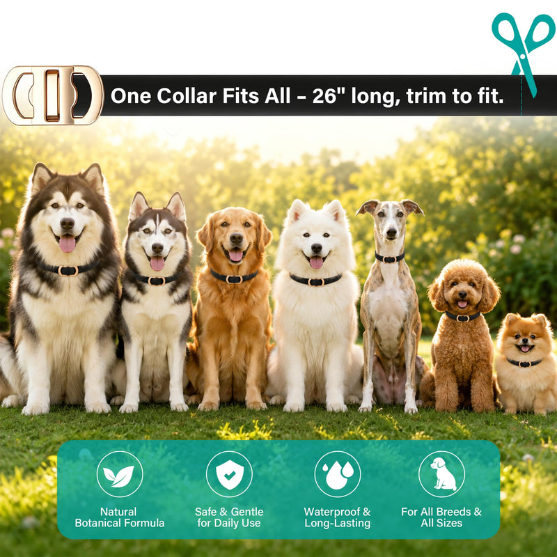Flea and Tick Collar for Dogs 6 Pack, Natural Flea & Tick Prevention with Essential Oils, Waterproof Adjustable Dog Collar for Small Medium Large Dogs, Black & Gold