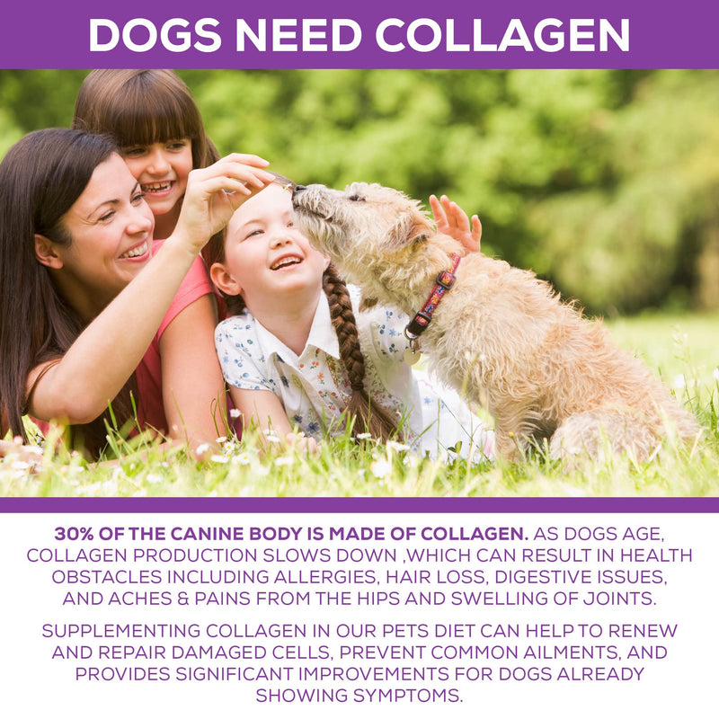Premium Collagen Gelatin Protein for Dogs, 1Lb 10 Oz - PawsPlanet Australia