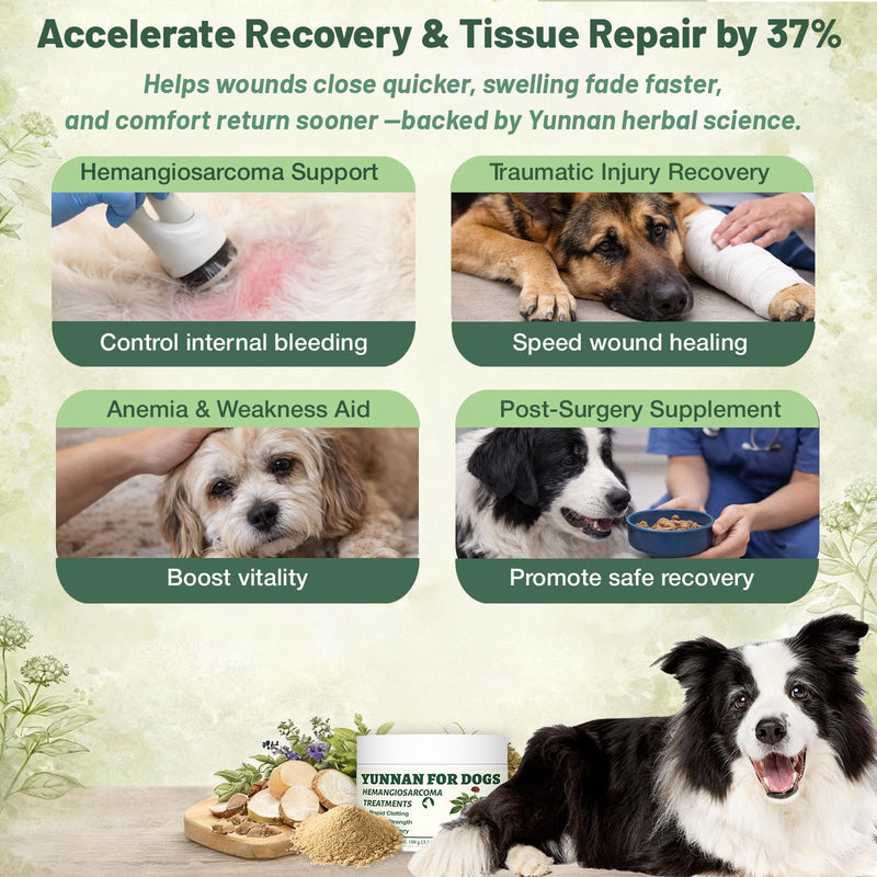 Yun nan Powder for Dogs – Natural Herbal Quick Stop Bleeding for Hemangiosarcoma, Hemoabdomen, Pericardial Effusion, Cancer Bleeding, Severe Bruising, Ulcer-Related Bleeding, Bloody Stools– 100g