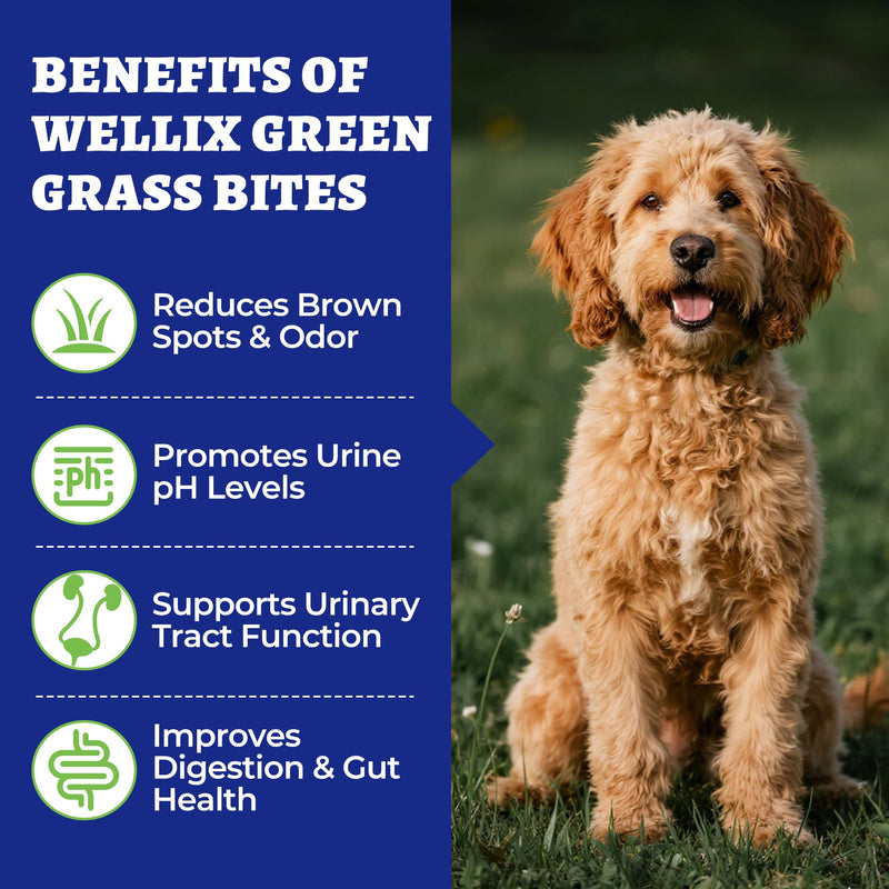 260 Bites Green Grass Bites for Dogs - Grass Savers for Dog Urine, Green Lawn Chews with Crabberry & Probiotic & Digestive Enzymes for Urinary Tract & Bladder - Chicken Flavor