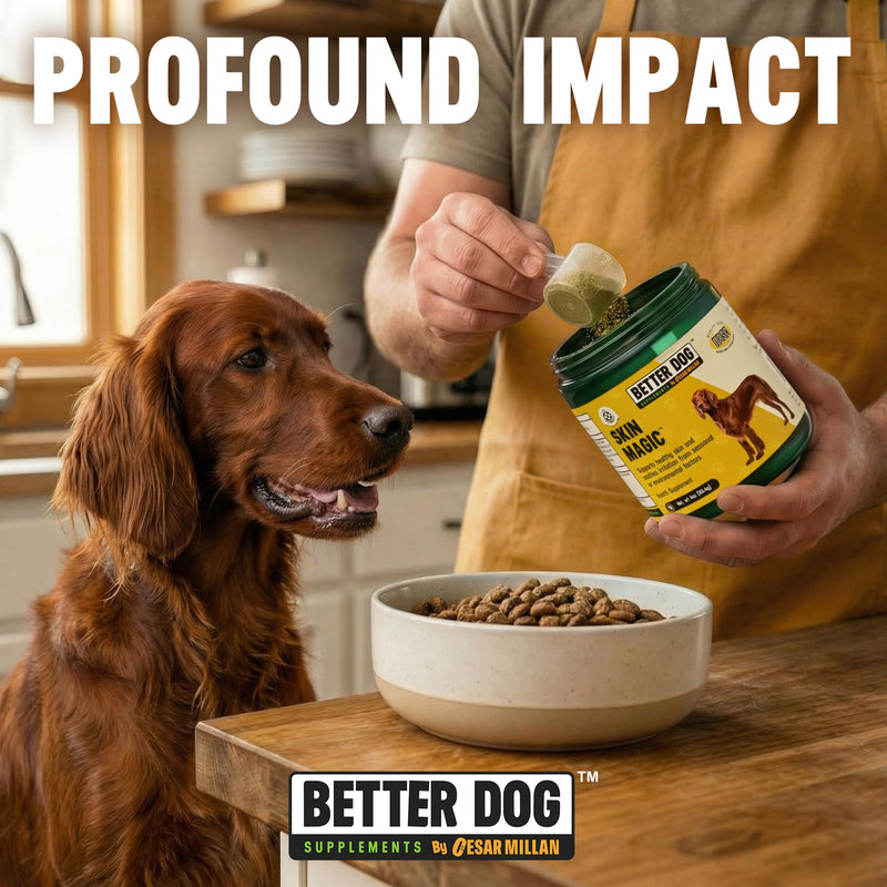 Better Dog Supplements by Cesar Millan® Skin Magic – Natural Skin and Coat Supplement for Dogs Irritation from Seasonal Factors, Hot Spots, & Itch Relief Dog Skin Supplement – 4oz (60-Day Supply)