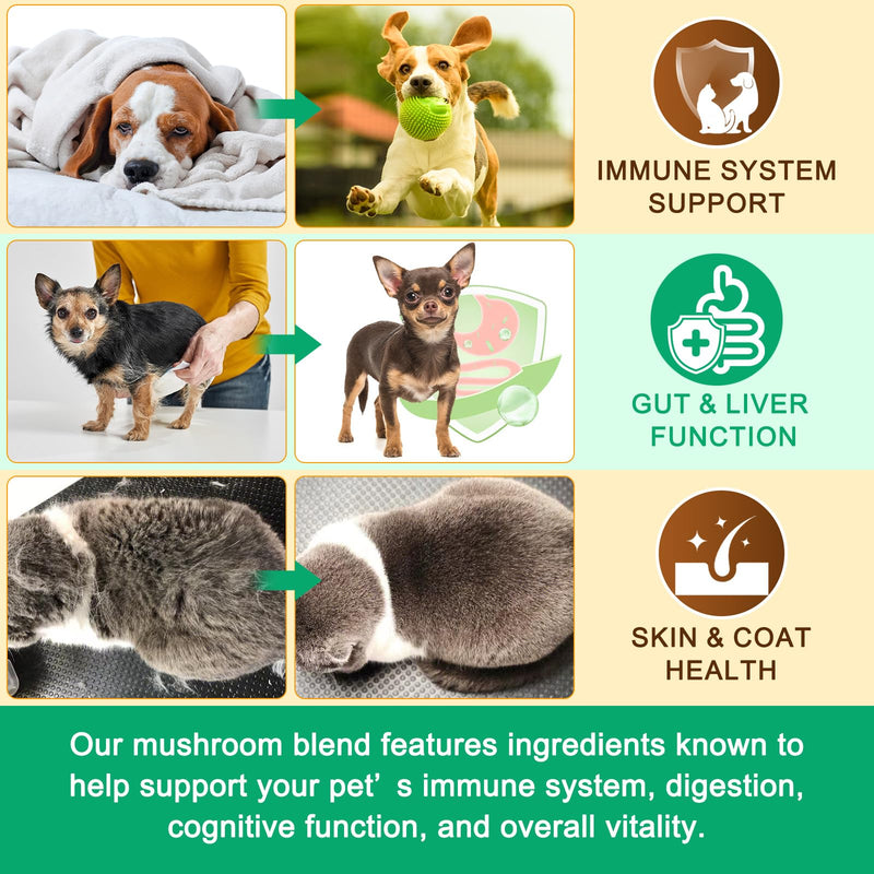 Mushroom Supplement Powder for Dogs & Cats, 11 Beneficial Mushroom Complex for Immune Support, Cellular Protection, Heart & Brain Health Lion's Mane, Reishi & Turkey Tail, Bacon Flavor - 120g 120 g (Pack of 1)