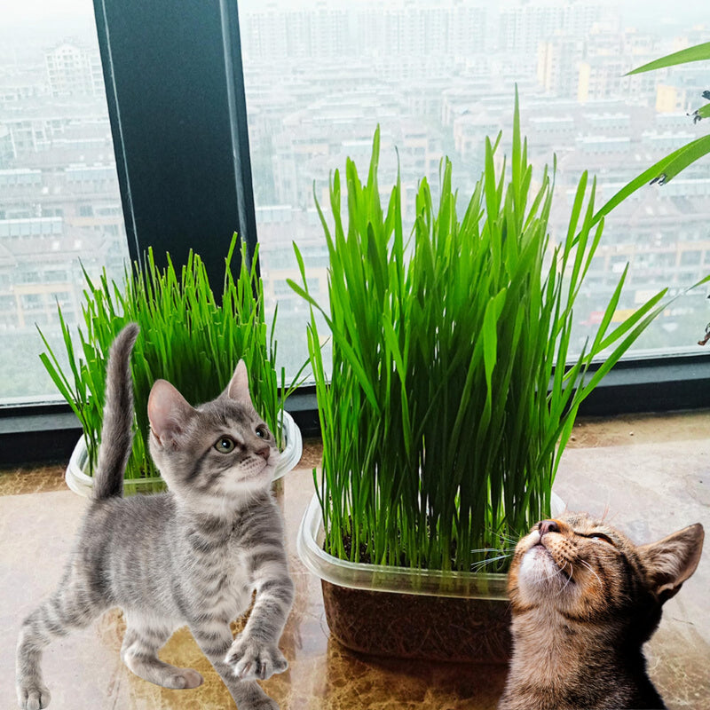 TheGuard Cat Grass Seeds 5-Packs of Grass Seeds Indoor Pet Hairball & Digestive Control, Oral Health, Stress Relief & Play Natural Green