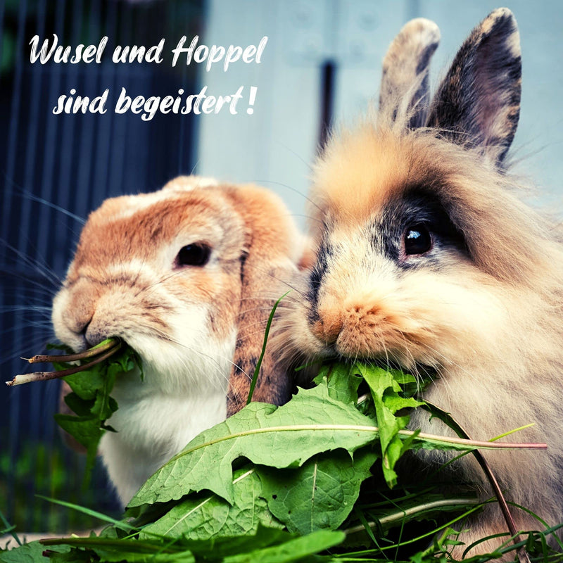 Dandelion seeds for rabbits - wild herb seeds as an optimal food supplement for rabbits, guinea pigs and turtles (5,000 seeds) 5,000 seeds - BeesActive Australia