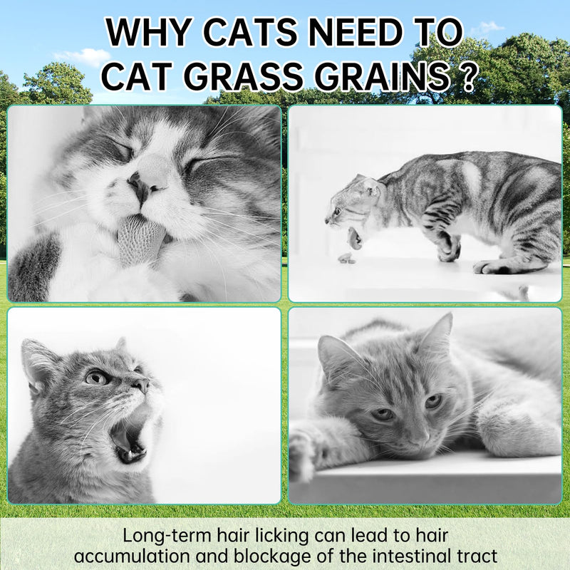 Cat Grass Treats Granules - Natural Freeze Dried Cat Snack for Cat Chew Teeth Cleaning and Hairball Removal Edible（80g） Cat Grass Sticks (2.6OZ) - PawsPlanet Australia