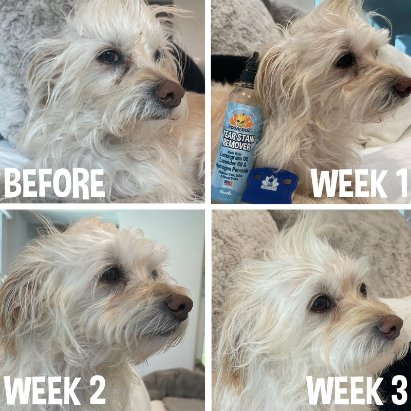 Bodhi Dog Tear Eye Stain Remover Combs | Set of 2 | Clean and Remove Crust, Dirt, Buildup around Pet Eyes | Best for Dogs & Cats Fur and Coats Tear Stain Remover Combs - BeesActive Australia