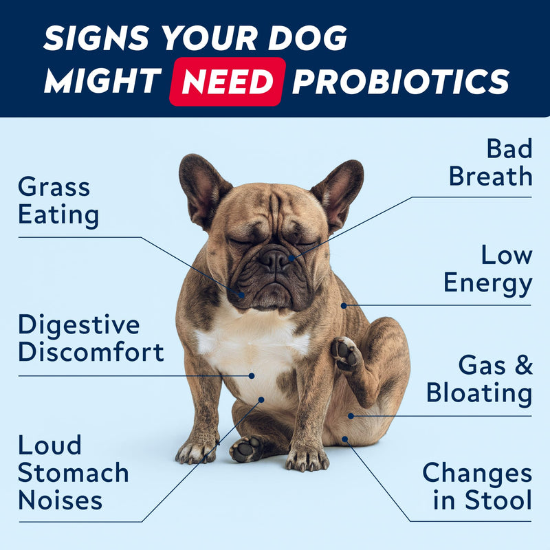 Advanced Probiotics for Dogs Gut Health with Fibre - Pre, Post & Probiotic Treats - Dogs Digestive Health Sensitive Tums Support - All Breeds & Ages - Dog Probiotics for Gut Health (180 Ct) Pork 180Ct Probiotic Chews