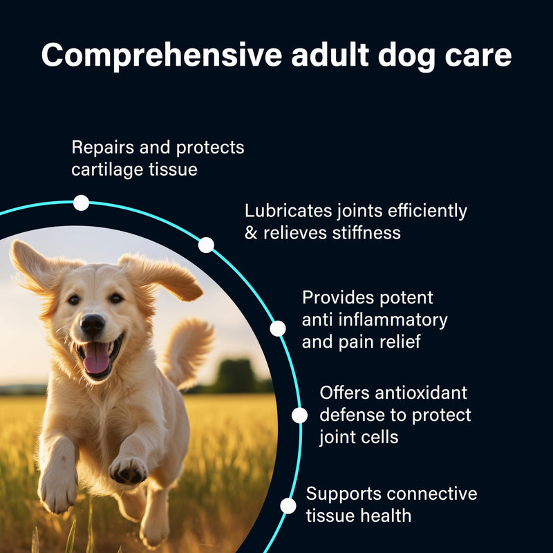 GOMUTTS Joint Supplements for Dogs, 120 Dog Joint Tablets with Glucosamine, Green Mussel, Dog Joint Supplements for Adult, Promote Joint Health, Reduce Stiffness & Inflammation, Enhance Mobility 120 Tablets