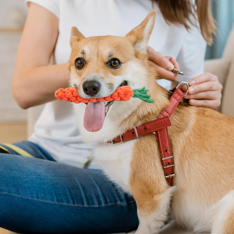 Vaulted Skulls & Co Carrot Dog Toy Small 5" | Carrot Shaped Dog Toy | Teething Carrot Dog Toy | Small Dog Carrot Toy | Biting Carrot Dog Toy | 5 Inches 1 Pack - BeesActive Australia