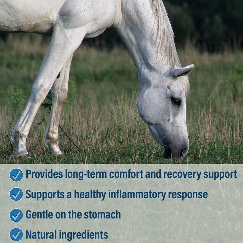 Absorbine Bute-Less Long-Term Horse Comfort & Recovery Supplement Paste, Gentle on Stomach, Devil’s Claw, Vitamin B-12, Yucca, 1oz Syringe / 3 Doses 1 oz