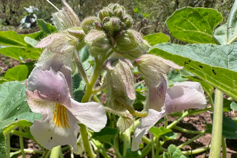 Plant Good Seed Devil's Claw/Unicorn Plant Seeds for Planting: Basket Weaving Carniverous Plant, Purple Flowers - 20 Seed Packet - BeesActive Australia