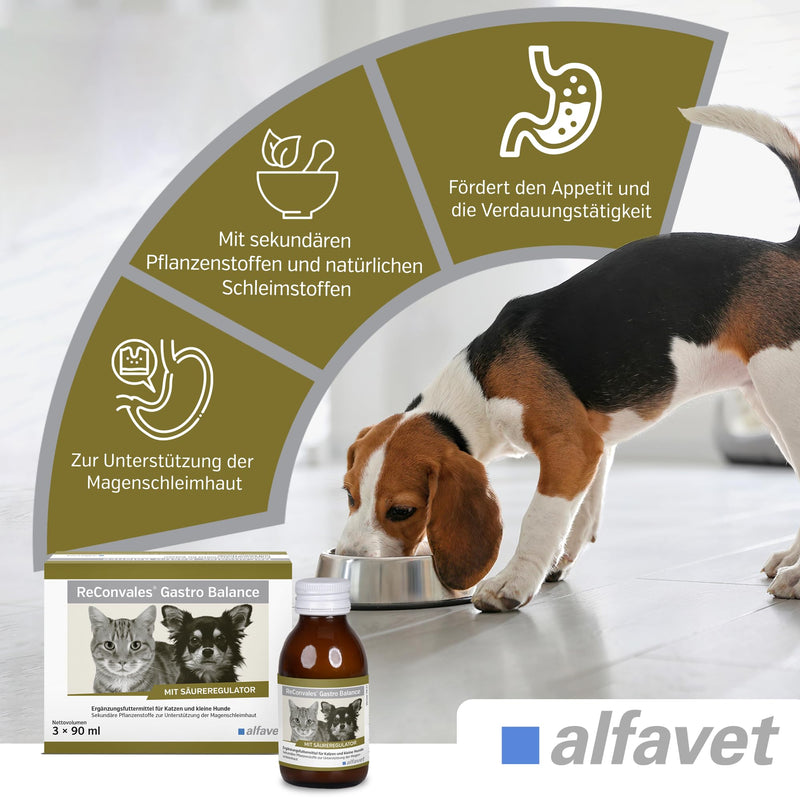 alfavet, ReConvales Gastro Balance for cats and dogs, for the care of the gastric mucosa with acidity regulator, supplementary feed, 3 x 90 ml - BeesActive Australia