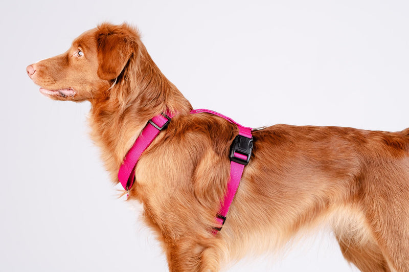 Chaba Guard Dog Harness for Small and Medium Dogs with Control, Anti-Pull & Choking, Adjustable, Comfortable and Lightweight, Classic Step-in Chest Harness, Dog Harness, Size M, Fuschia Pink - BeesActive Australia