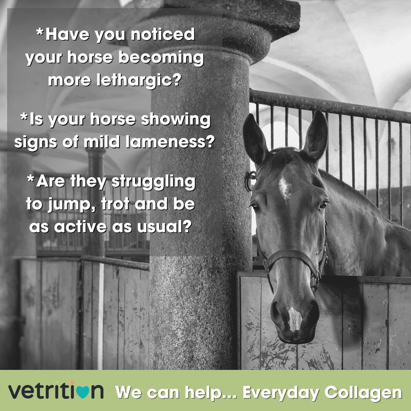 Everyday Collagen Powder for Horses, Bioactive Equine Collagen Peptide Powder, Vet Approved Horse Advanced Joint Supplement for Mobility, Skin & Muscle, All Breeds and Ages (750g)