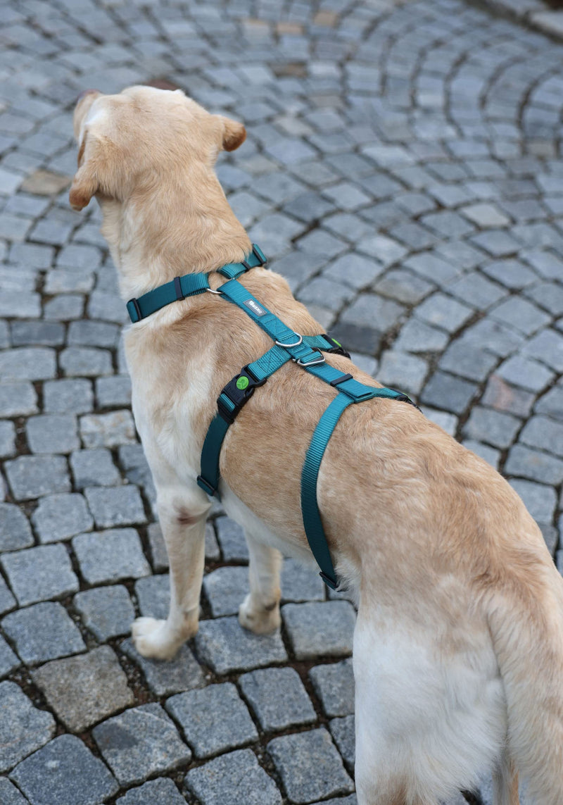 Kerbl 80041 Miami panic harness, escape-proof, petrol, 38-52cm 42 - 55 cm - BeesActive Australia